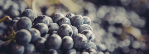 Brave & Maiden Wine grapes