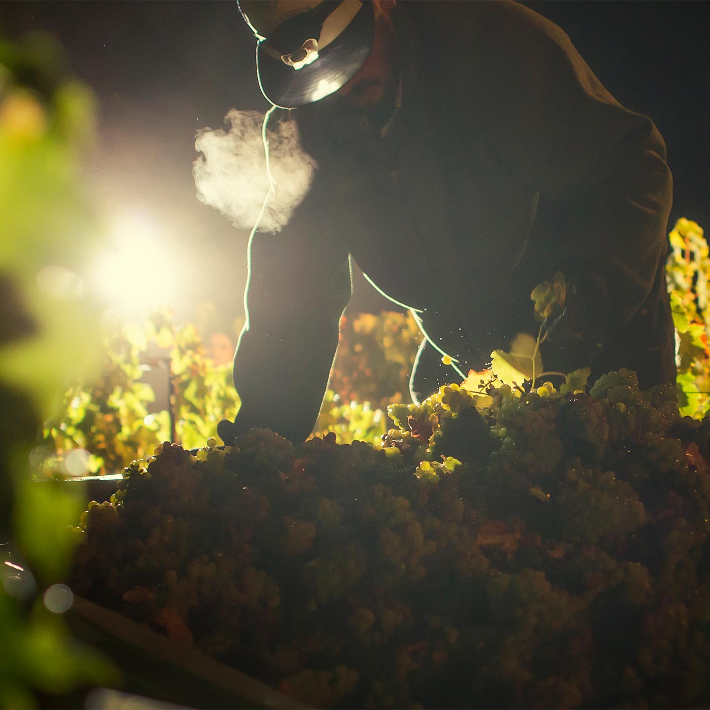 Harvesting grapes at night