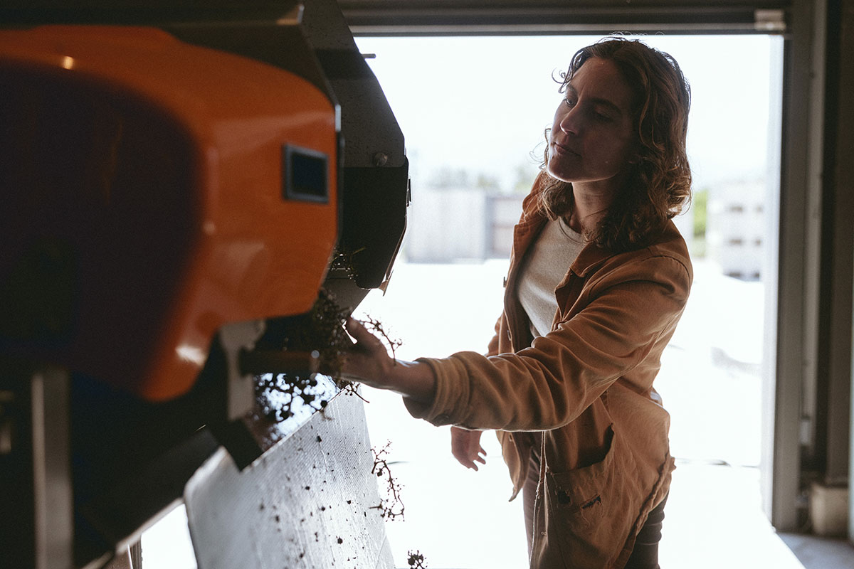Winemaker Wynne Sargeant stands at a destemmer inspecting grapes during harvest