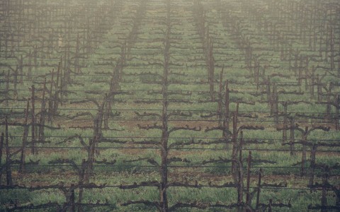 rows of vines in the fog