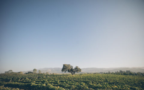 Landscape view of vineyard under blue sky