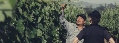 Ruben and Paul in the vineyard