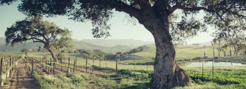 A view of the Santa Ynez Mountains between two oak trees.